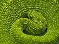 pic for serpent greenn